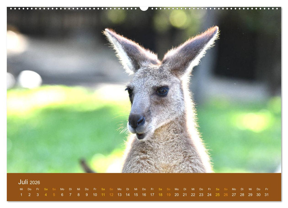 Kängurus, sprunghafte Gesellen (CALVENDO Premium Wandkalender 2026)