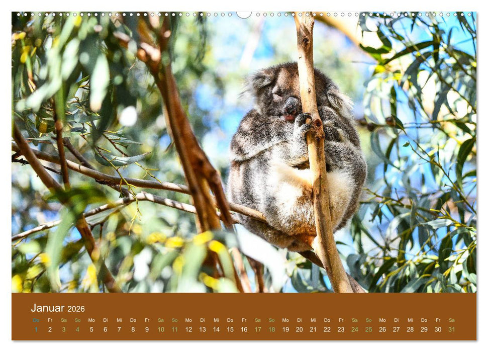 Koalas, putzige Gesellen (CALVENDO Premium Wandkalender 2026)