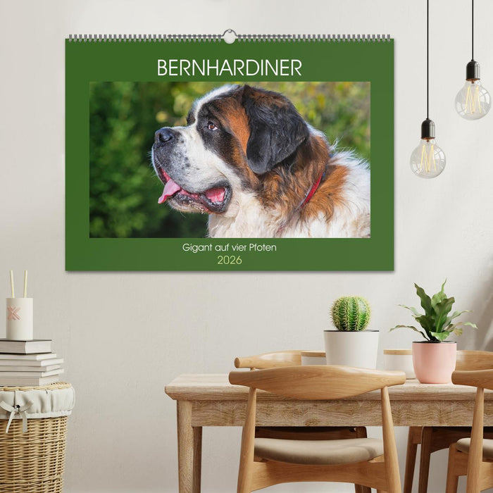 Bernhardiner - Gigant auf vier Pfoten (CALVENDO Wandkalender 2026)