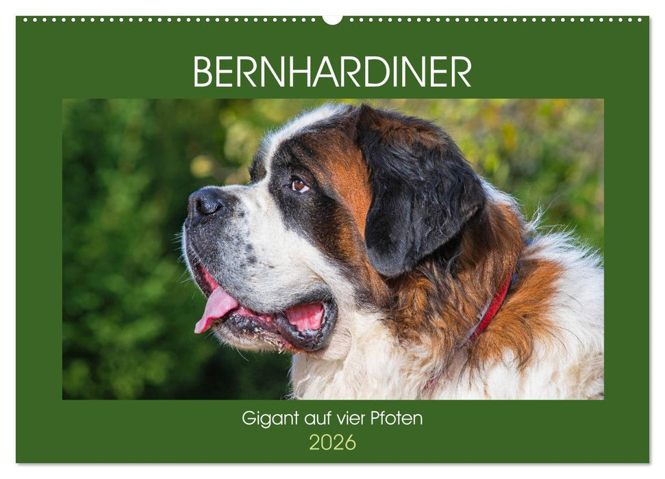 Bernhardiner - Gigant auf vier Pfoten (CALVENDO Wandkalender 2026)