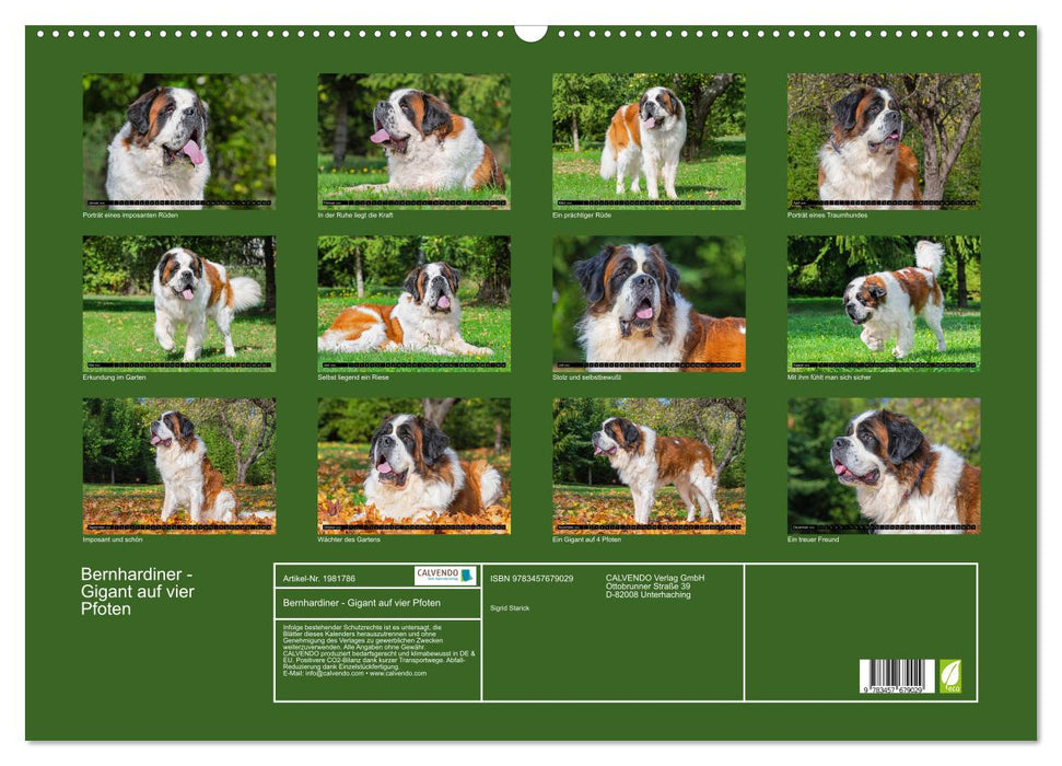 Bernhardiner - Gigant auf vier Pfoten (CALVENDO Wandkalender 2026)