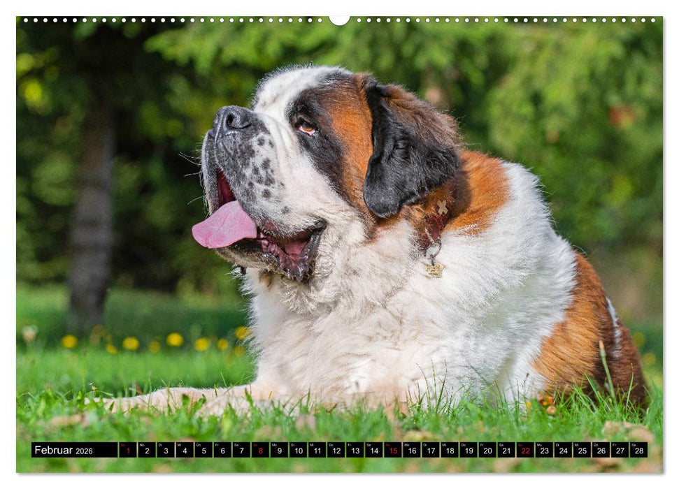 Bernhardiner - Gigant auf vier Pfoten (CALVENDO Wandkalender 2026)