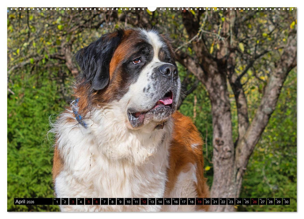 Bernhardiner - Gigant auf vier Pfoten (CALVENDO Wandkalender 2026)