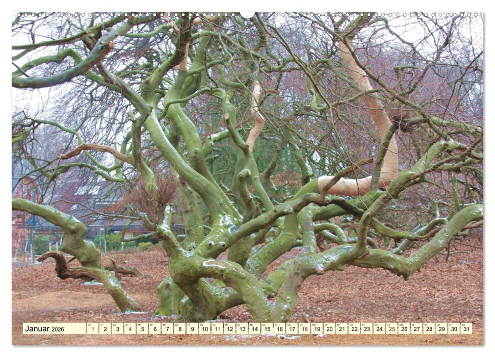Zauberhaftes, die Natur als Künstler (CALVENDO Premium Wandkalender 2026)