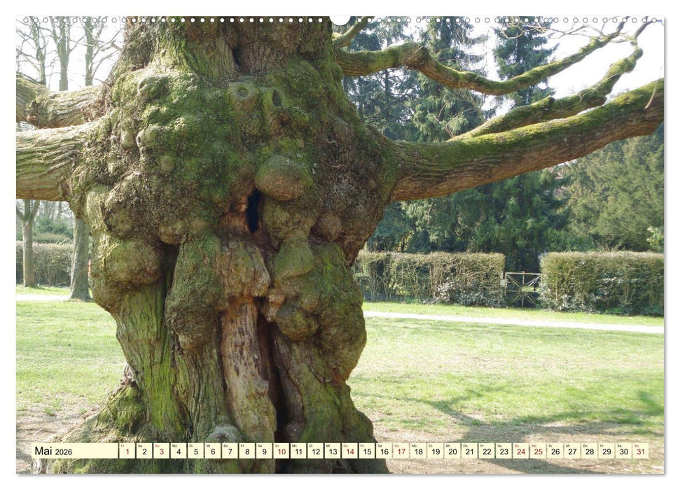 Zauberhaftes, die Natur als Künstler (CALVENDO Premium Wandkalender 2026)