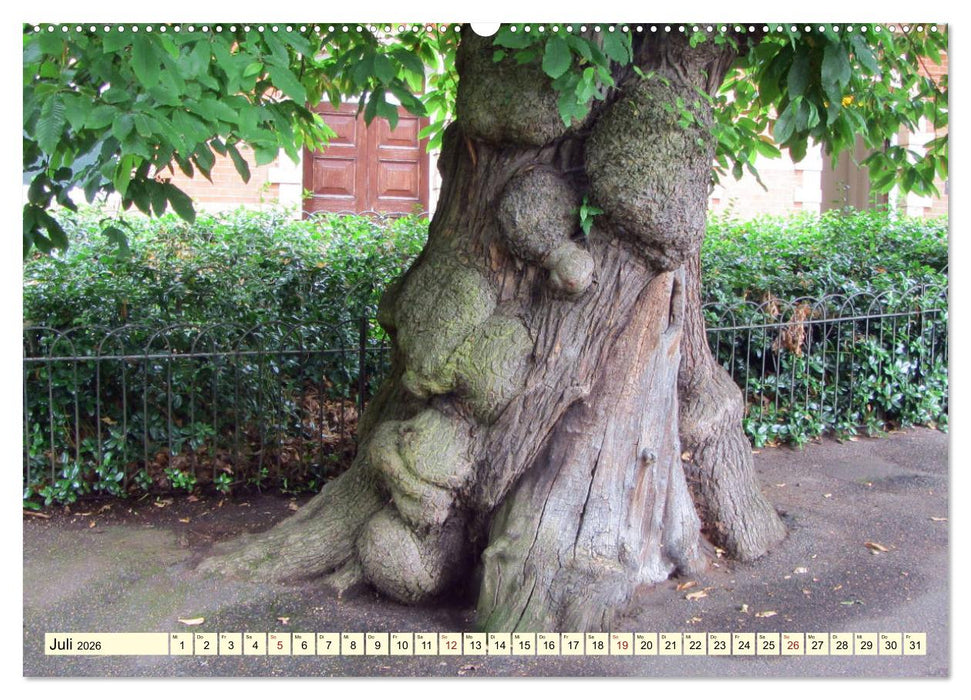 Zauberhaftes, die Natur als Künstler (CALVENDO Premium Wandkalender 2026)