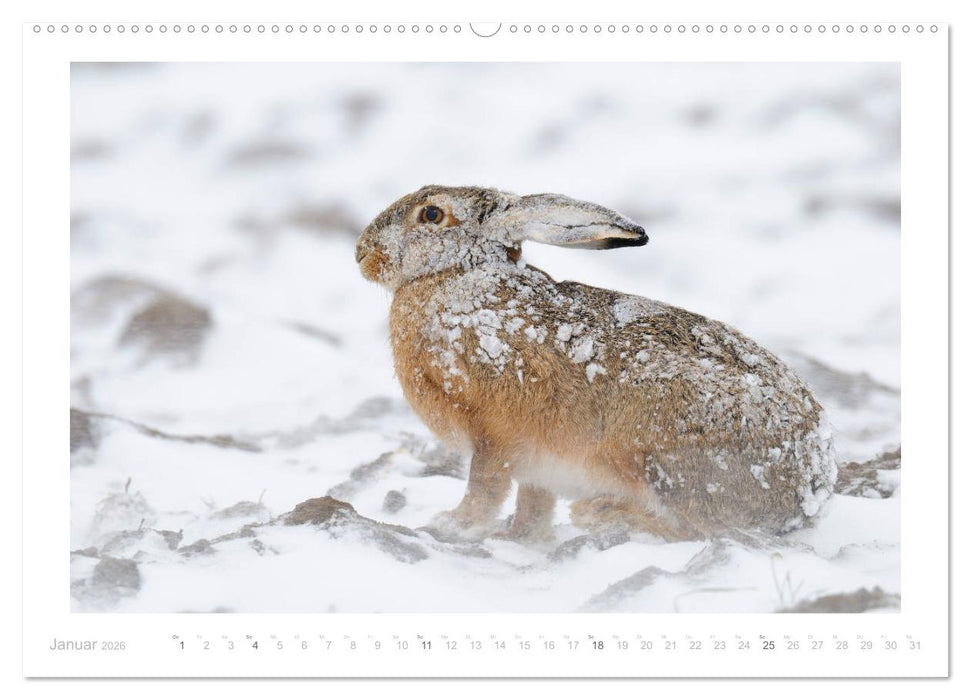 Der Feldhase (CALVENDO Premium Wandkalender 2026)