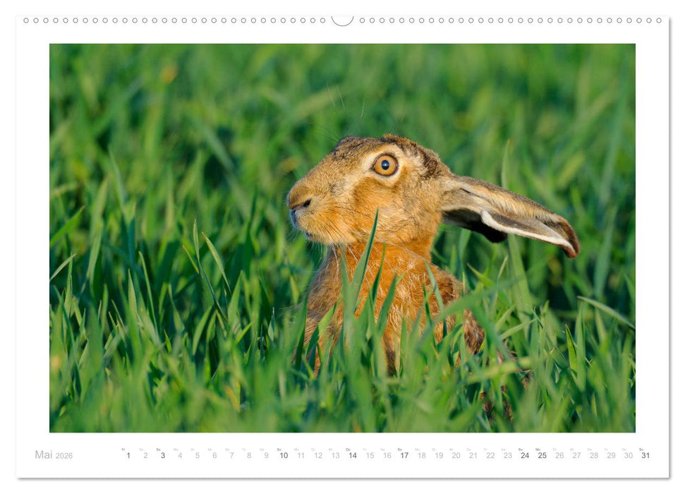 Der Feldhase (CALVENDO Premium Wandkalender 2026)