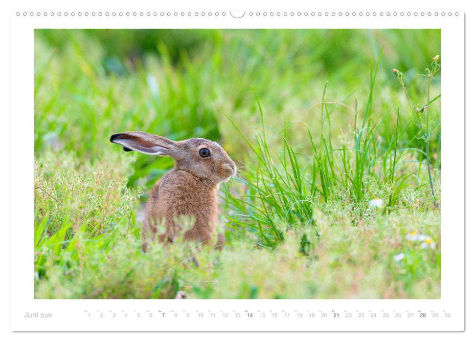Der Feldhase (CALVENDO Premium Wandkalender 2026)