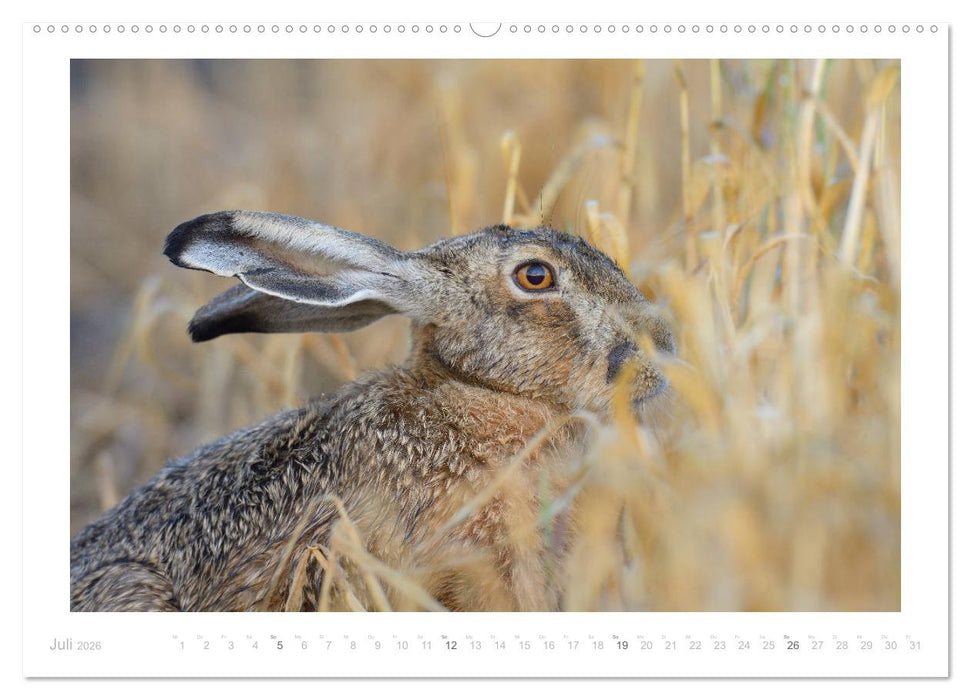Der Feldhase (CALVENDO Premium Wandkalender 2026)