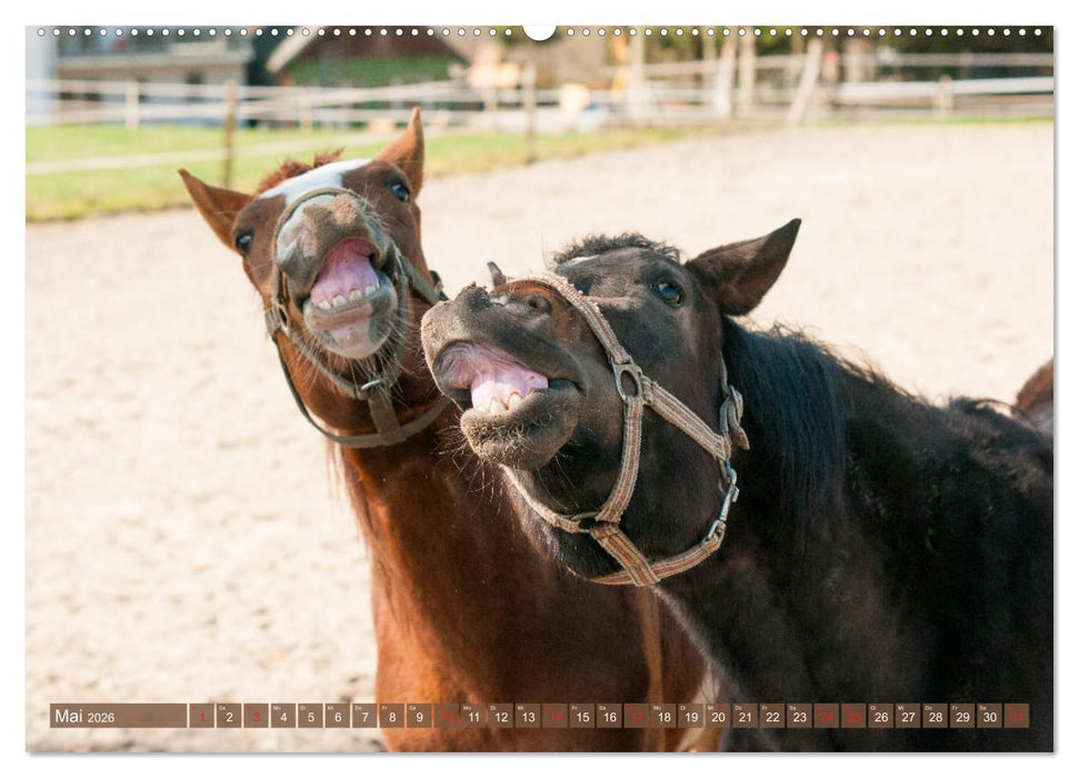 Das Lachen der Pferde - Lustige Gesichter (CALVENDO Premium Wandkalender 2026)