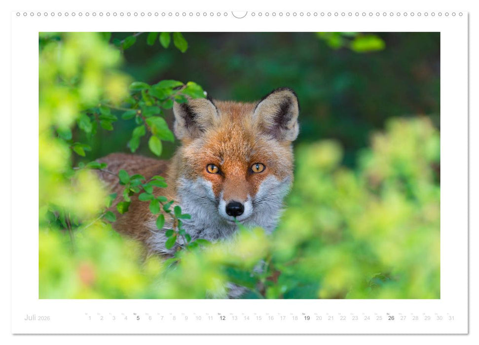 Der Rotfuchs (CALVENDO Premium Wandkalender 2026)