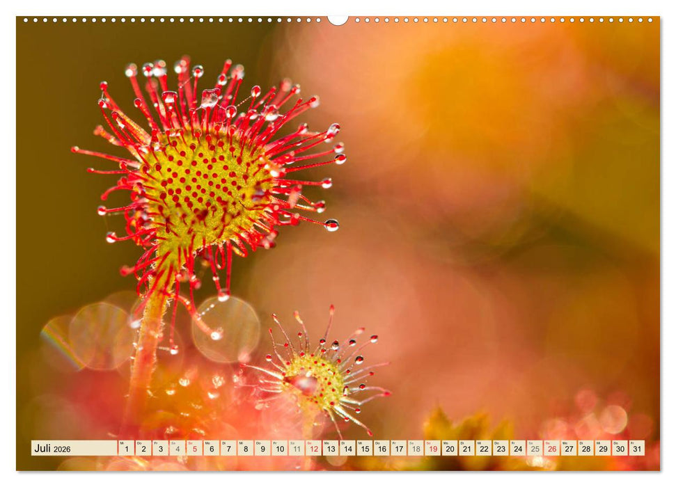 Niedersachsens Natur (CALVENDO Premium Wandkalender 2026)