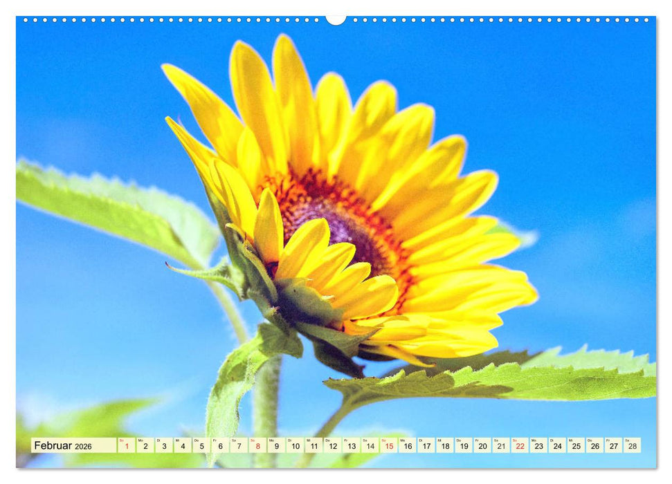 Sonnenblumen. Das Strahlen des Sommers (CALVENDO Premium Wandkalender 2026)