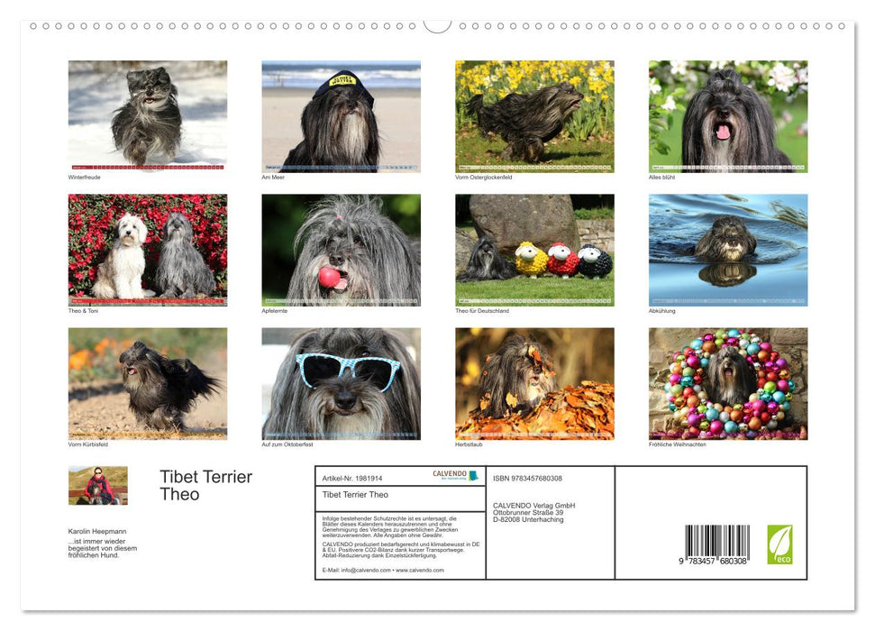 Tibet Terrier Theo (CALVENDO Premium Wandkalender 2026)