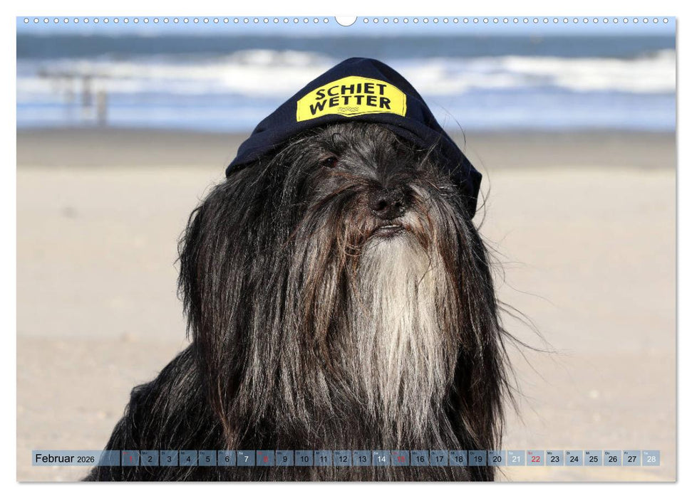 Tibet Terrier Theo (CALVENDO Premium Wandkalender 2026)