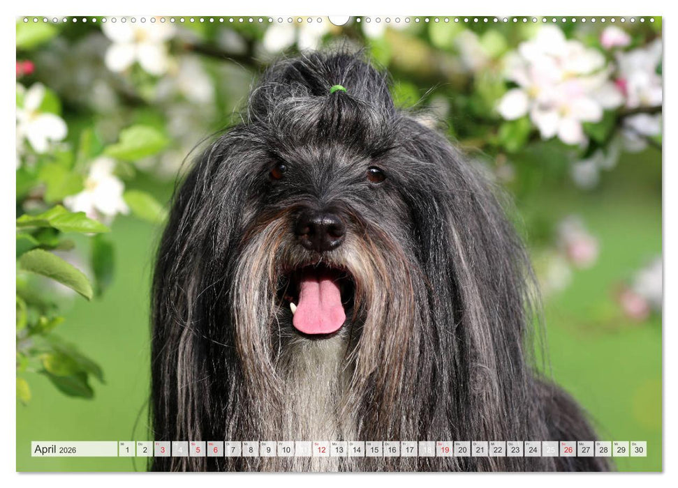 Tibet Terrier Theo (CALVENDO Premium Wandkalender 2026)
