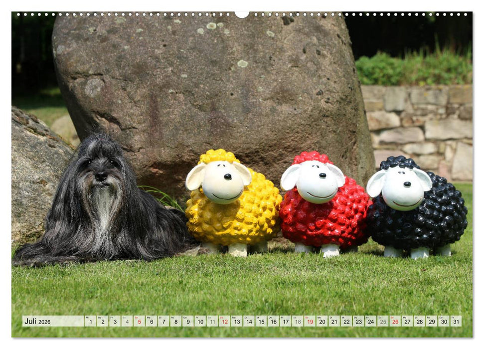 Tibet Terrier Theo (CALVENDO Premium Wandkalender 2026)