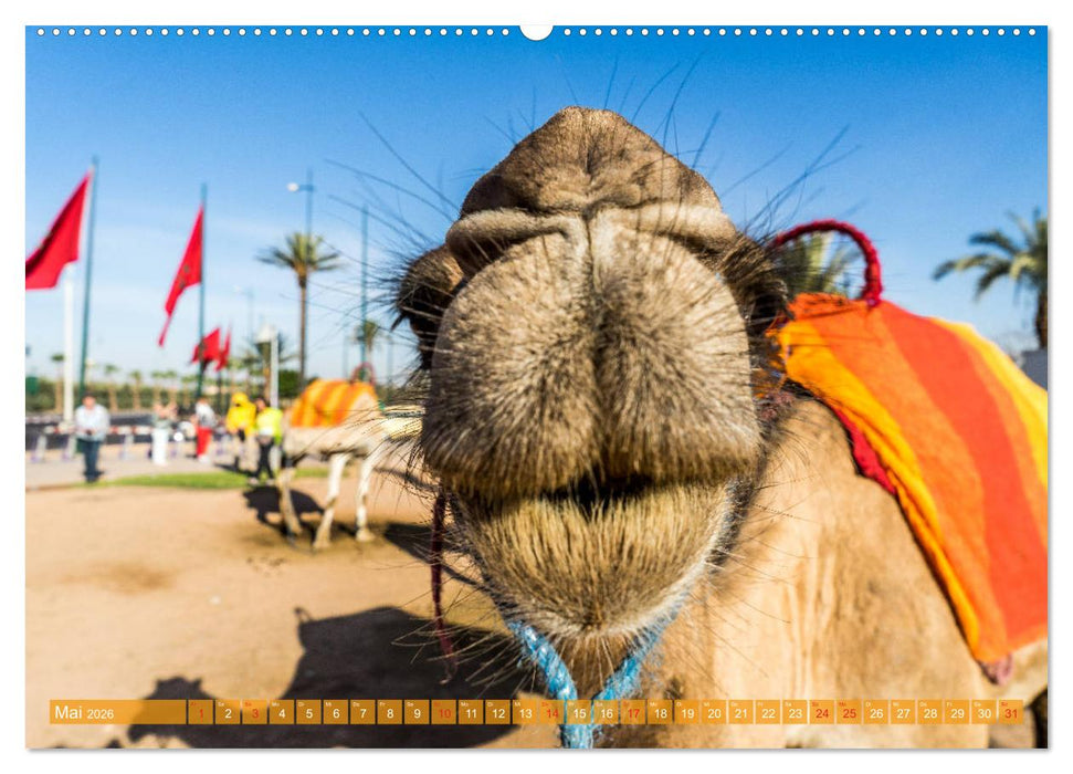 Die Farben Marokkos (CALVENDO Premium Wandkalender 2026)