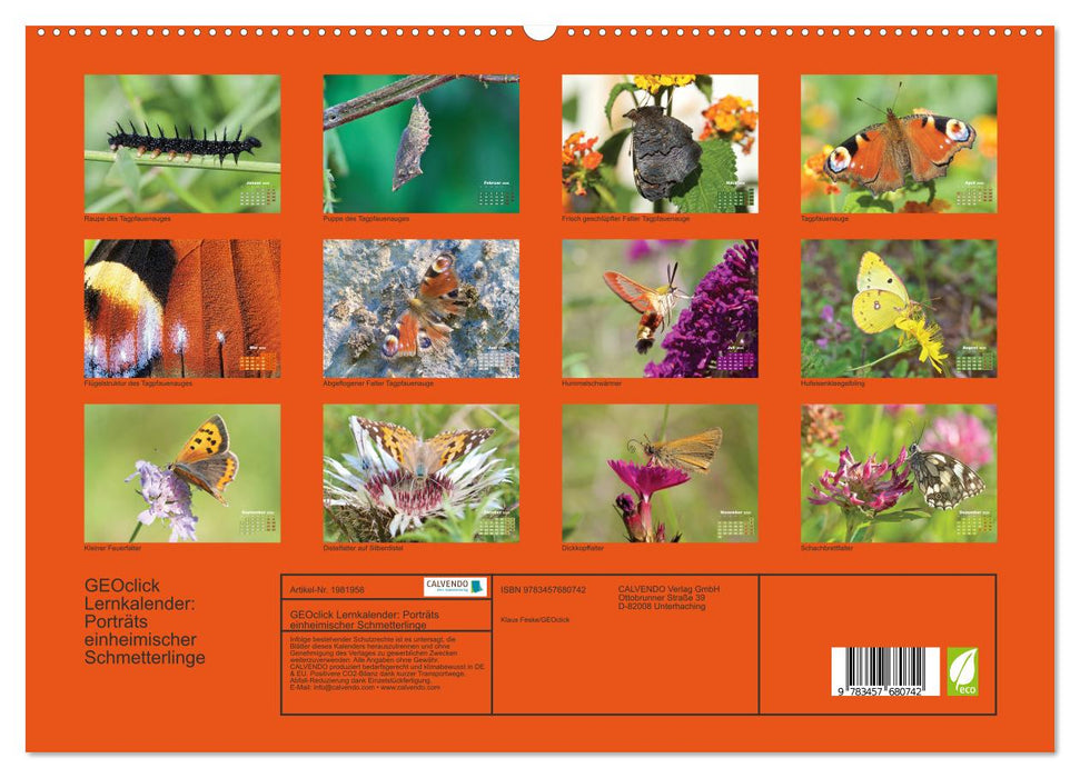 GEOclick Lernkalender: Porträts einheimischer Schmetterlinge (CALVENDO Premium Wandkalender 2026)