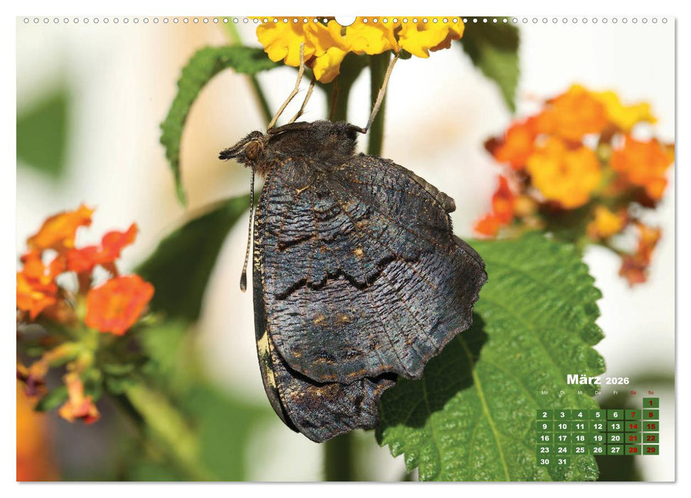 GEOclick Lernkalender: Porträts einheimischer Schmetterlinge (CALVENDO Premium Wandkalender 2026)