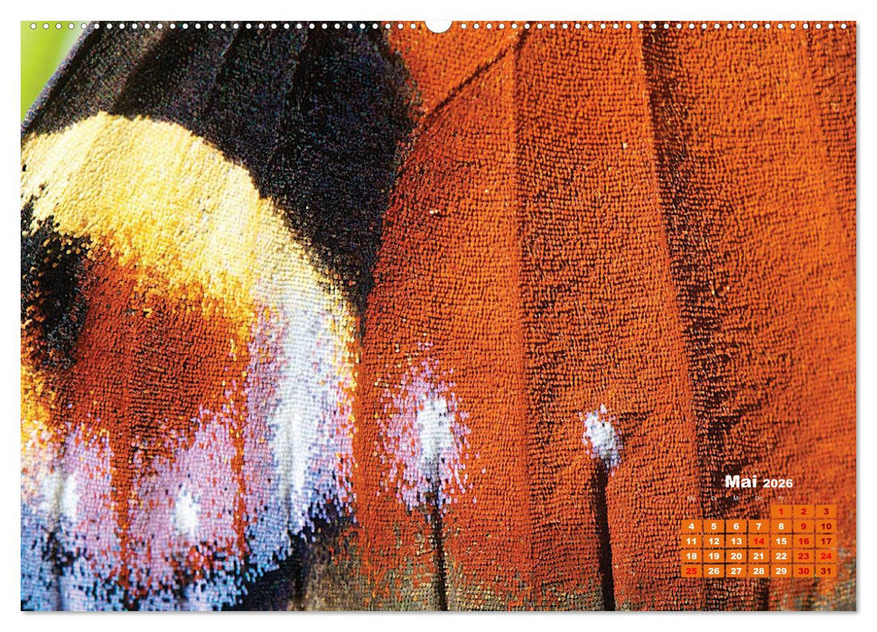 GEOclick Lernkalender: Porträts einheimischer Schmetterlinge (CALVENDO Premium Wandkalender 2026)