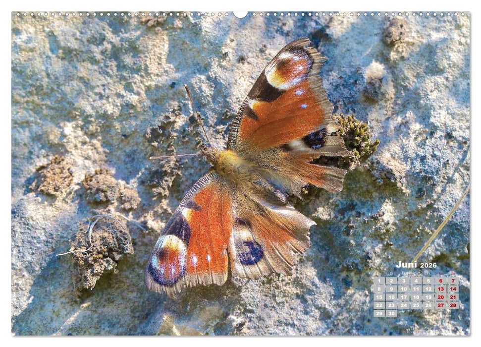 GEOclick Lernkalender: Porträts einheimischer Schmetterlinge (CALVENDO Premium Wandkalender 2026)