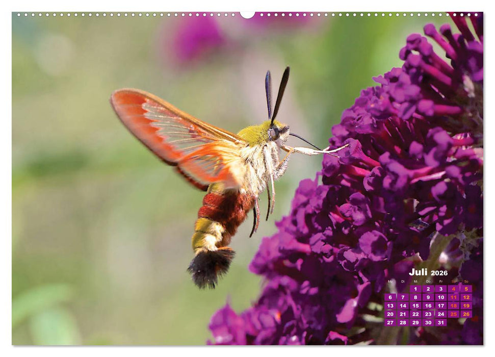 GEOclick Lernkalender: Porträts einheimischer Schmetterlinge (CALVENDO Premium Wandkalender 2026)