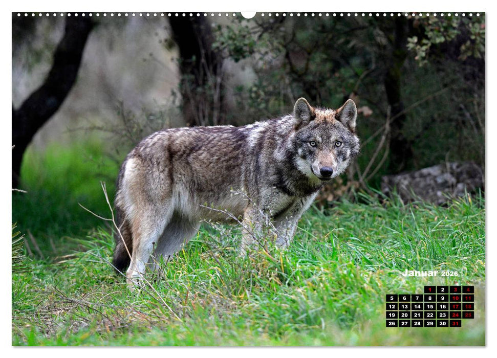 Willkommen Wolf (CALVENDO Wandkalender 2026)