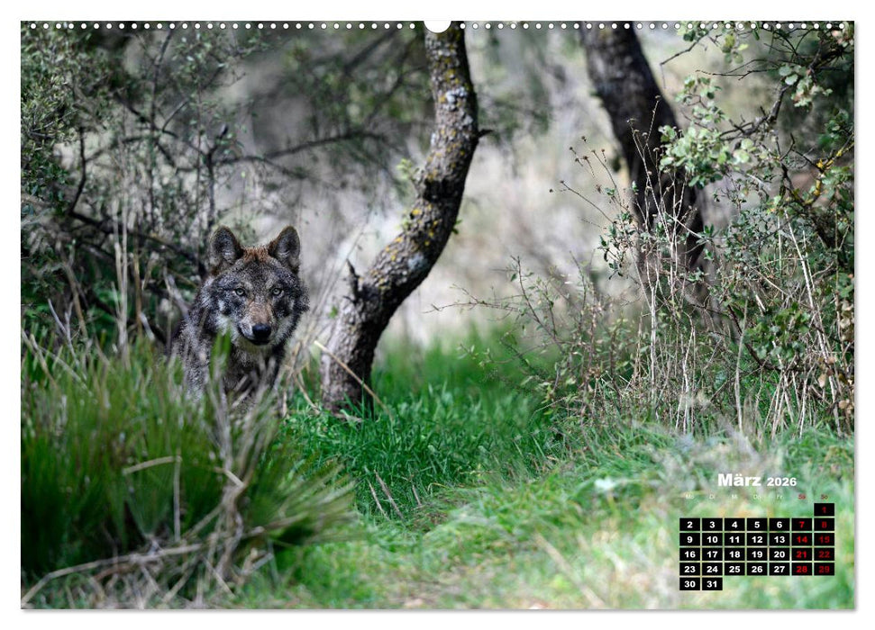 Willkommen Wolf (CALVENDO Wandkalender 2026)