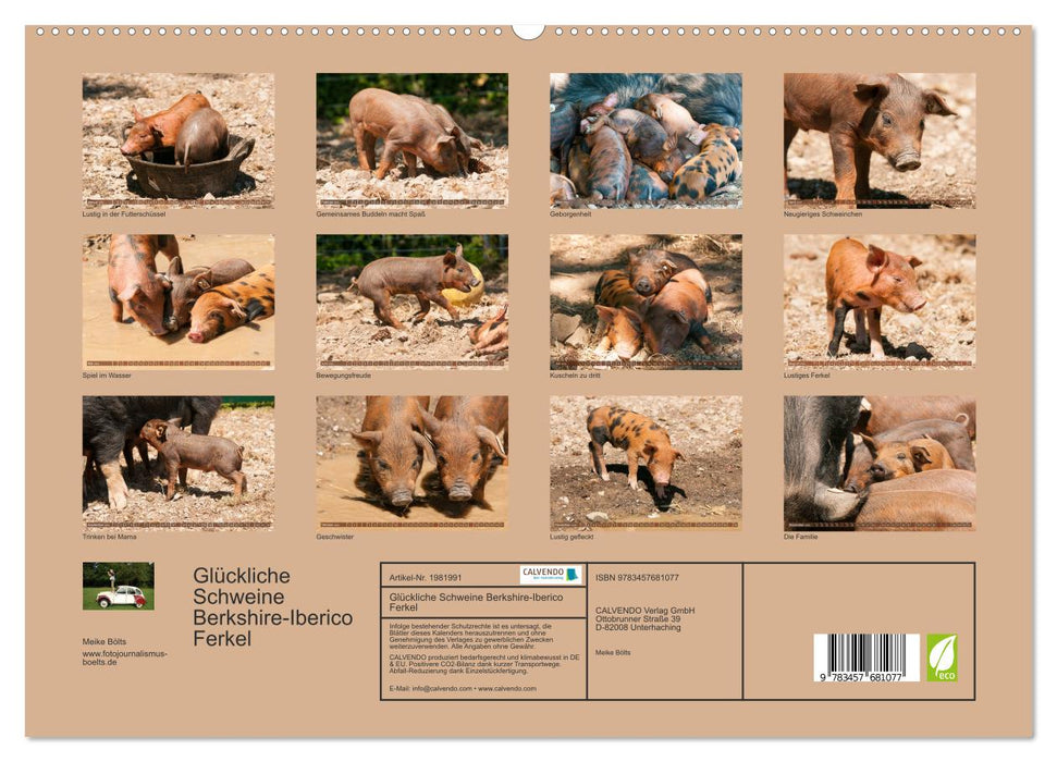 Glückliche Schweine Berkshire-Iberico Ferkel (CALVENDO Premium Wandkalender 2026)