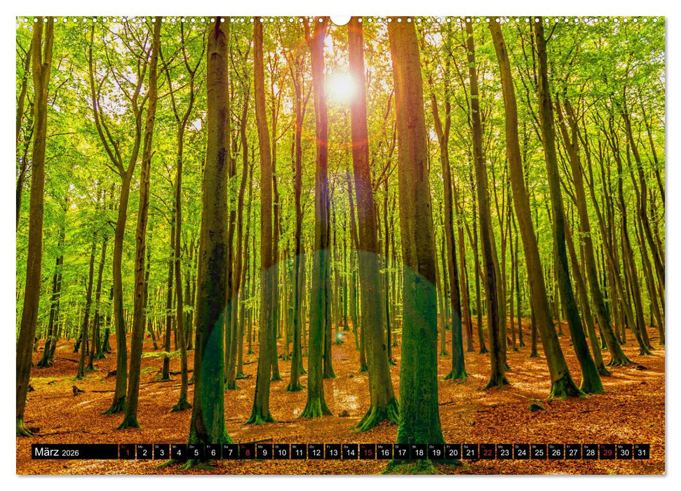 OSTSEE PERLE RÜGEN Michael Jaster (CALVENDO Premium Wandkalender 2026)