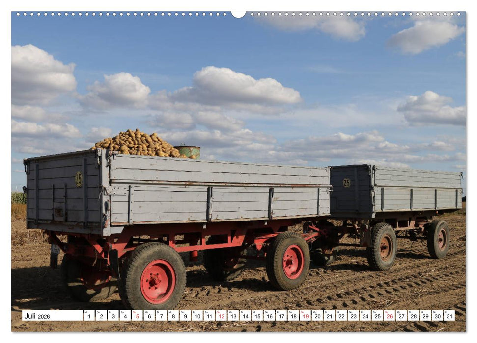 Kartoffel-Ernte - hautnah erleben (CALVENDO Premium Wandkalender 2026)