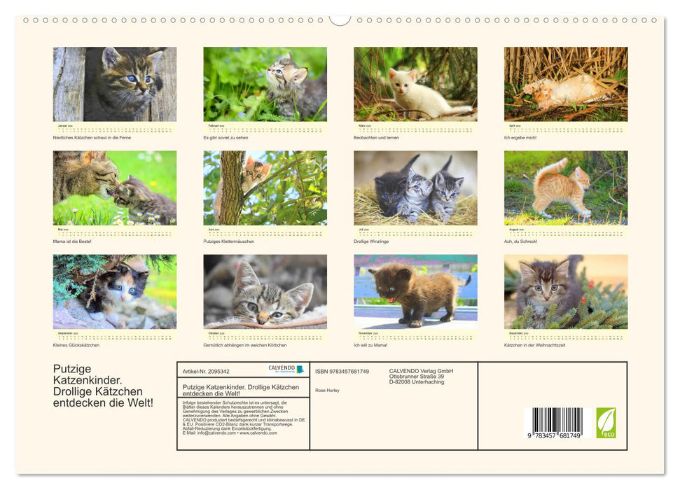 Putzige Katzenkinder. Drollige Kätzchen entdecken die Welt! (CALVENDO Premium Wandkalender 2026)