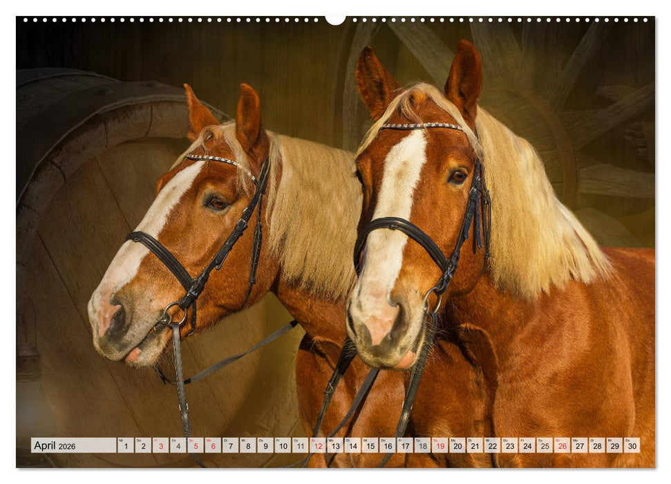 Ein Königreich für ein Pferd (CALVENDO Wandkalender 2026)
