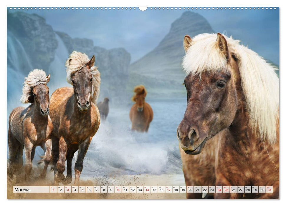 Ein Königreich für ein Pferd (CALVENDO Wandkalender 2026)