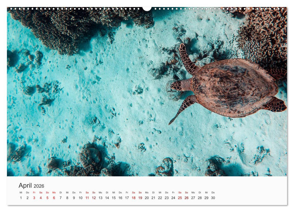 Malediven - Die schönsten Strände der Welt. (CALVENDO Premium Wandkalender 2026)