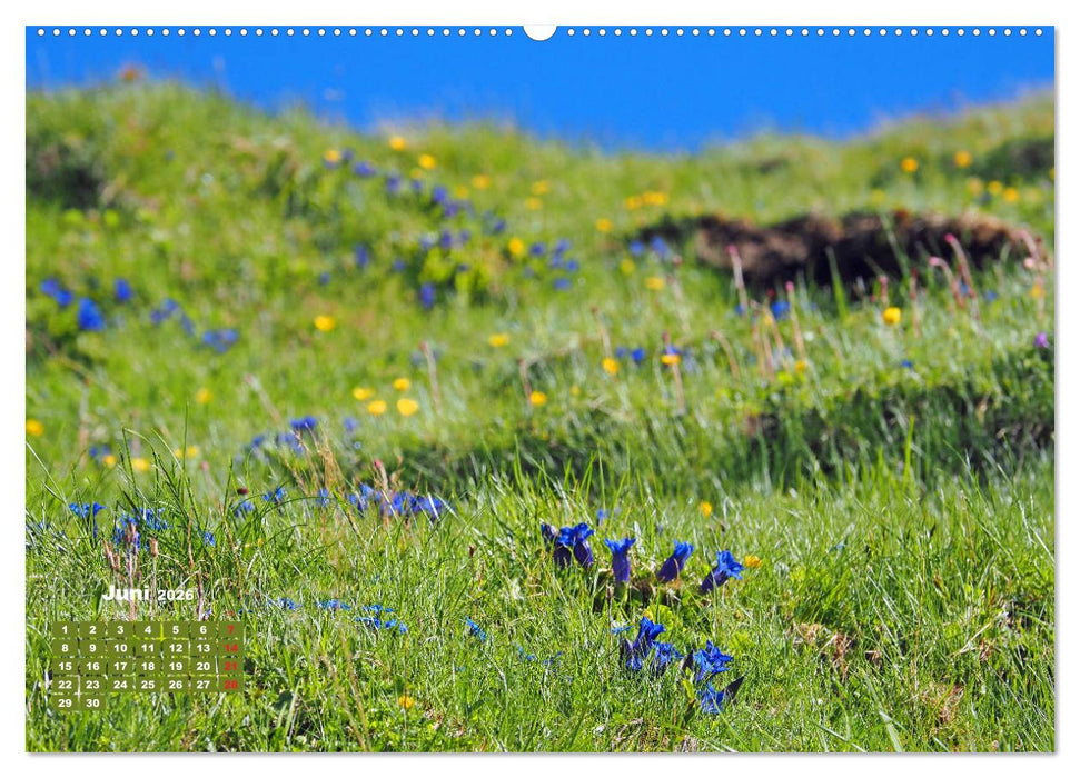 Großglockner, Alpen, Murmeltiere & mehr by VogtArt (CALVENDO Wandkalender 2026)