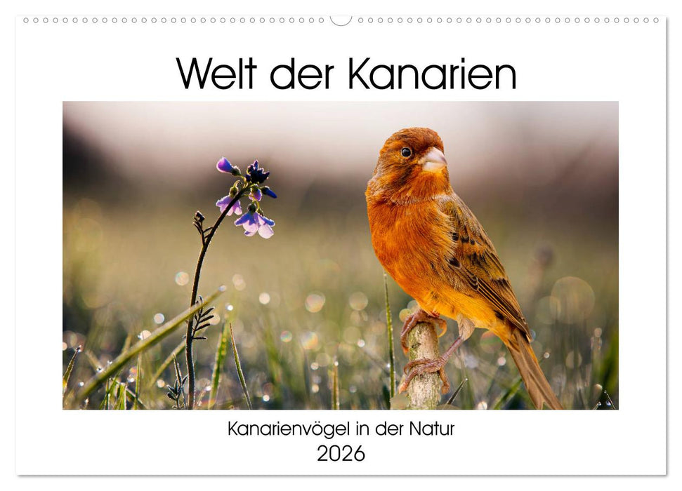 Welt der Kanarien (CALVENDO Wandkalender 2026)