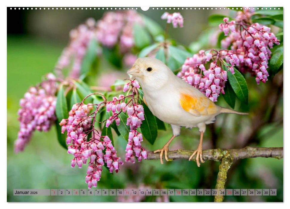 Welt der Kanarien (CALVENDO Wandkalender 2026)