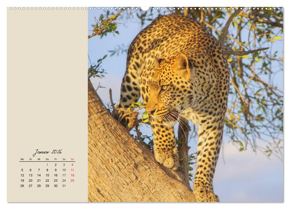 Leoparden. Geschmeidig, kräftig und klug (CALVENDO Premium Wandkalender 2026)