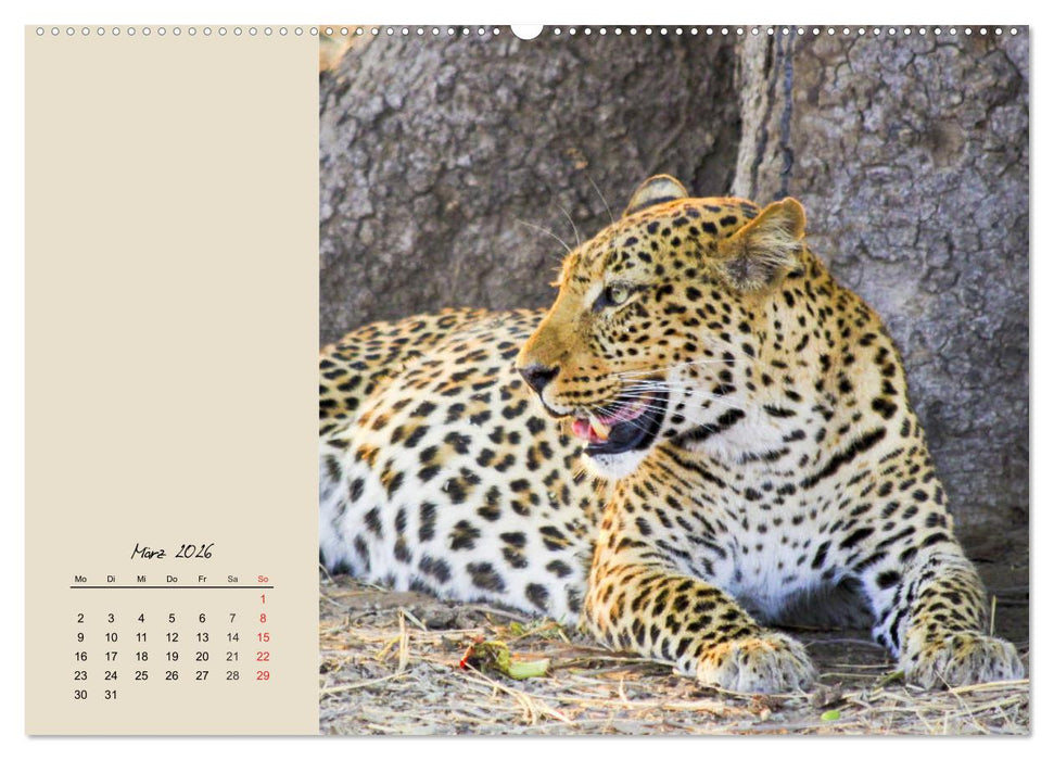 Leoparden. Geschmeidig, kräftig und klug (CALVENDO Premium Wandkalender 2026)