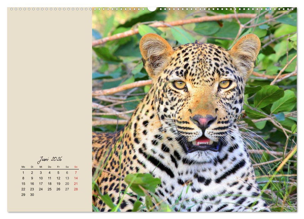 Leoparden. Geschmeidig, kräftig und klug (CALVENDO Premium Wandkalender 2026)