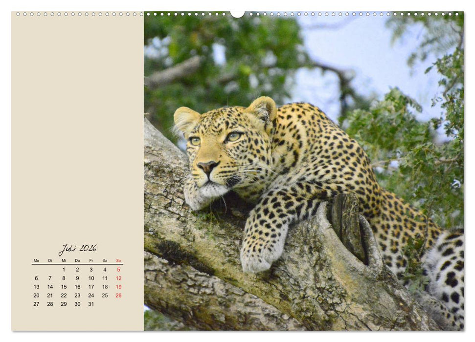 Leoparden. Geschmeidig, kräftig und klug (CALVENDO Premium Wandkalender 2026)