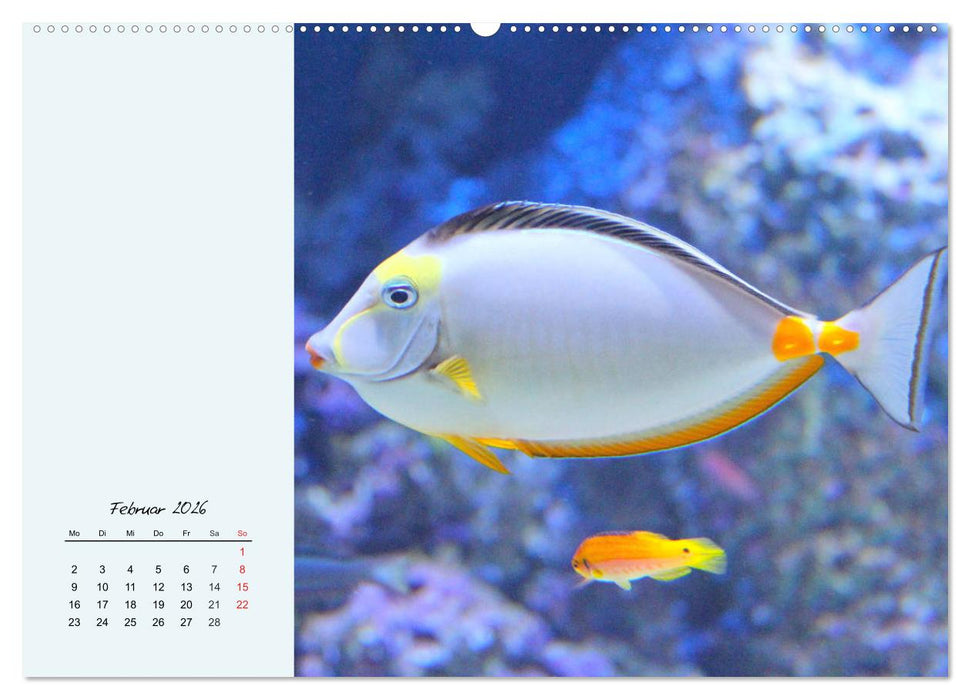 Salzwasseraquarium. Meeresfische im heimischen Wohnzimmer (CALVENDO Premium Wandkalender 2026)