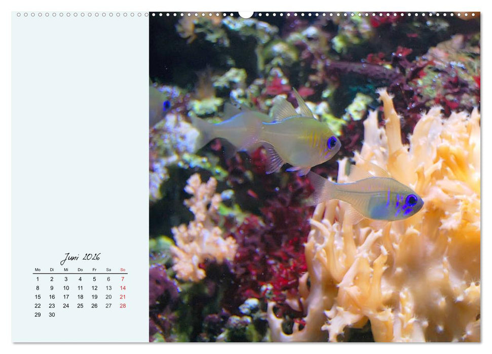 Salzwasseraquarium. Meeresfische im heimischen Wohnzimmer (CALVENDO Premium Wandkalender 2026)