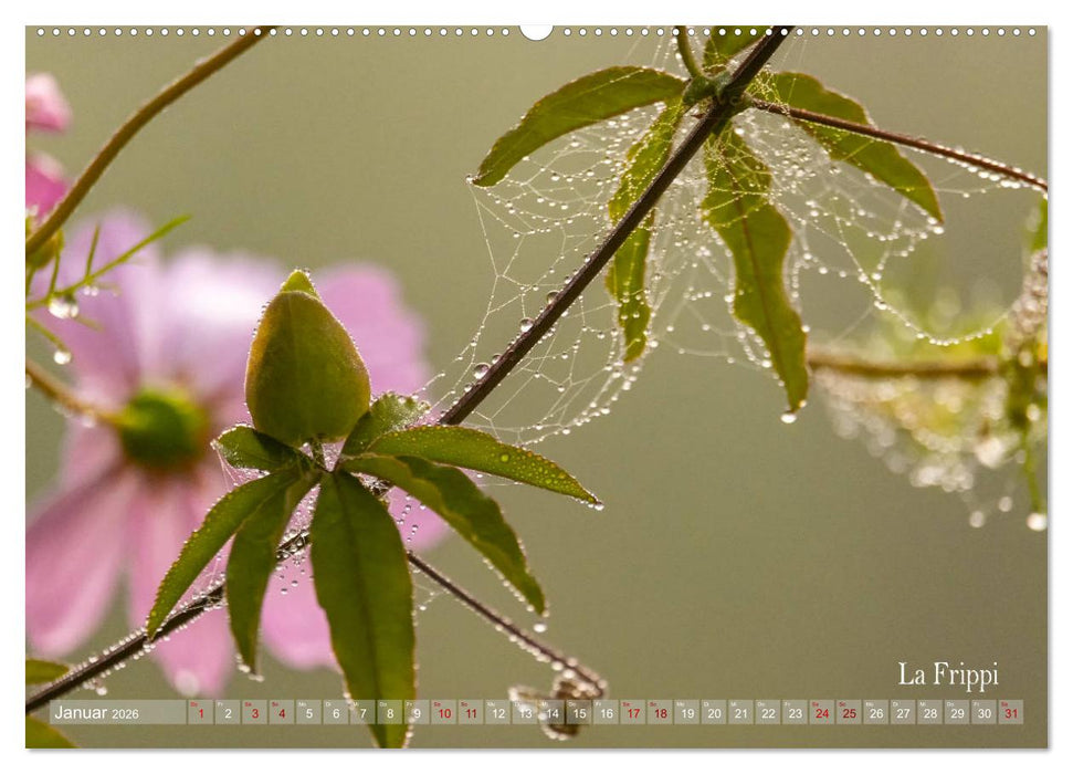 ... die Magie des Morgentaus ... (CALVENDO Premium Wandkalender 2026)
