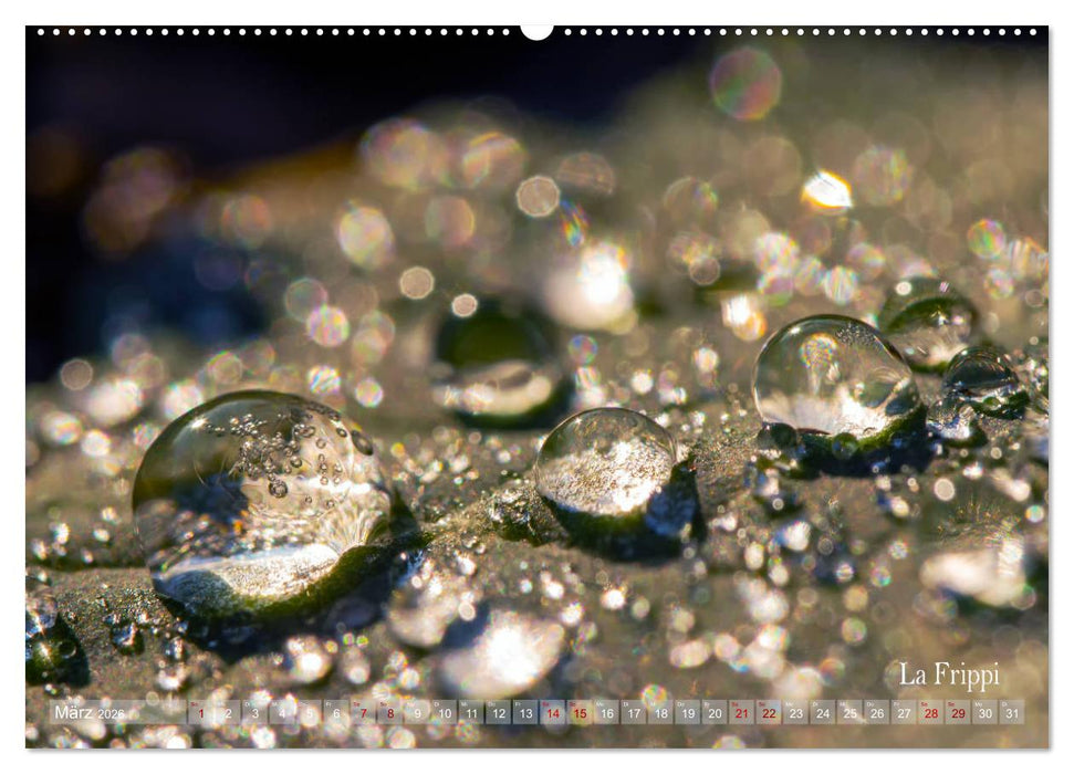 ... die Magie des Morgentaus ... (CALVENDO Premium Wandkalender 2026)