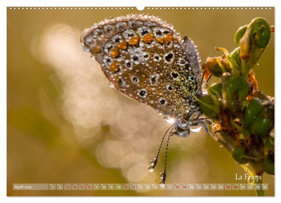 ... die Magie des Morgentaus ... (CALVENDO Premium Wandkalender 2026)