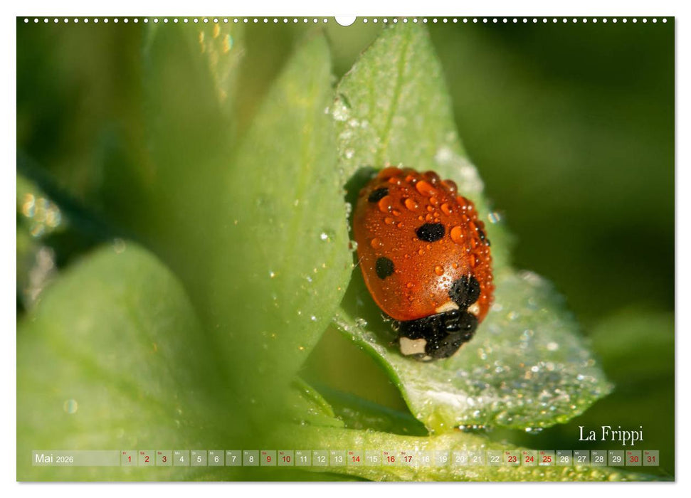 ... die Magie des Morgentaus ... (CALVENDO Premium Wandkalender 2026)